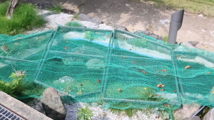 京都府南部の町で「金魚」が相次ぎ盗まれる　計110匹